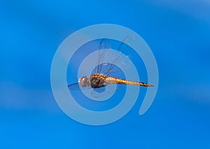 Dragonfly flying on a blue sky background photo