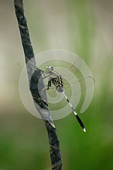A dragonfly is a flying insect belonging to the infraorder Anisoptera