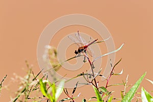 Dragonfly, flying insect in nature. photo