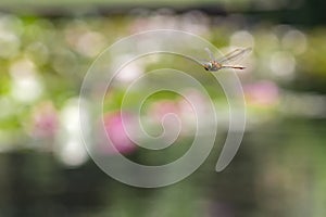 Dragonfly flying in a Zen garden