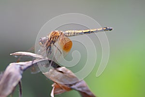 Dragonfly flying in a Zen garden. Nature, background