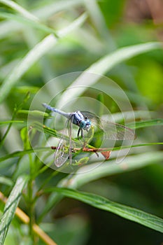 a Dragonfly flying in a Zen garden. Nature, background