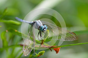 a Dragonfly flying in a Zen garden. Nature, background