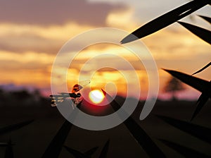 Dragonfly in foreground, sunset in the background