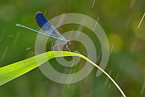 Dragonfly in forest