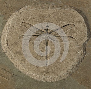 Dragonfly Fossil