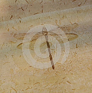 Dragonfly Fossil