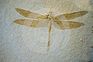 Dragonfly Fossil