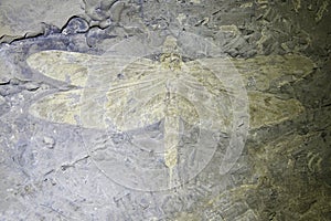 Dragonfly fossil