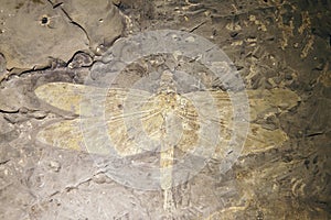 Dragonfly fossil