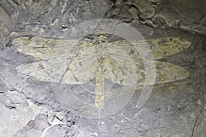 Dragonfly fossil