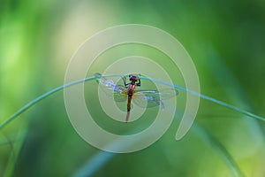 Dragonfly - a freshly hatched dragonfly on a blade of grass that dries its wings. One wing is broken. Beautiful green bokeh