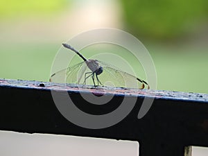 Dragonfly on a Garden Gate 1