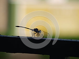 Dragonfly on a Garden Gate with Backlight 2