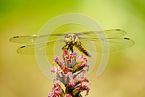 Dragonfly on gayfeather photo