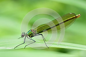 A dragonfly of the genus Demoiselle Calopteryx sits on a damp blade of grass in nature, against a green background