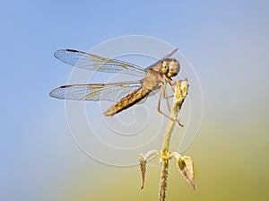 Dragonfly gold parked in the plant