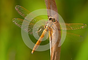 Dragonfly golden