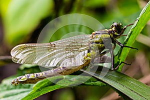 Dragonfly Gomphus vulgatissimus in front of green background macro shot with dew. on the wings. Blue flowers in the morning of a