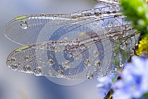 Dragonfly Gomphus vulgatissimus in front of green background macro shot with dew. on the wings. Blue flowers in the morning of a