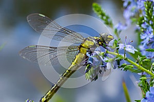 Dragonfly Gomphus vulgatissimus in front of green background macro shot with dew. on the wings. Blue flowers in the morning of a