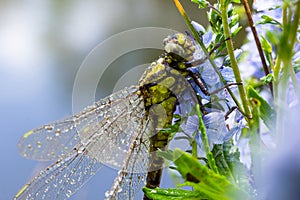 Dragonfly Gomphus vulgatissimus in front of green background macro shot with dew. on the wings. Blue flowers in the morning of a