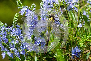 Dragonfly Gomphus vulgatissimus in front of green background macro shot with dew. on the wings. Blue flowers in the morning of a