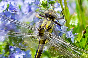 Dragonfly Gomphus vulgatissimus in front of green background macro shot with dew. on the wings. Blue flowers in the morning of a