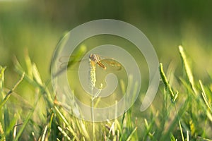 Dragonfly on grass