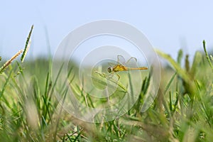 Dragonfly on grass