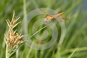 Dragonfly on Grass