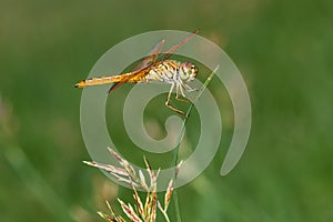 Dragonfly on Grass