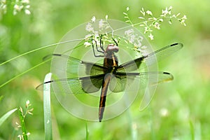 Dragonfly on Grass