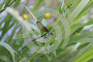 Dragonfly on the grass