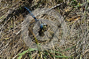 Dragonfly in the grass