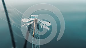 Dragonfly on the grass covered with morning dew