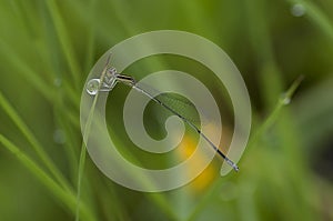 Dragonfly on a grass with dews