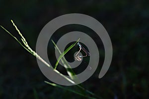 dragonfly, grass, green, bokeh