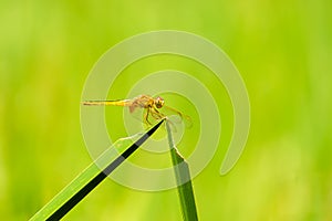 Dragonfly on grass leaves