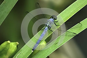 Dragonfly on Grass by Pond