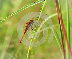 Dragonfly on Grass