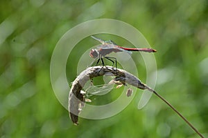 Dragonfly on the grass stalk