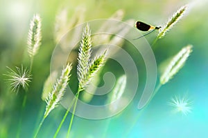 Dragonfly on the grass stalk in the backlight. Summer artistic landscape. Soft focus.