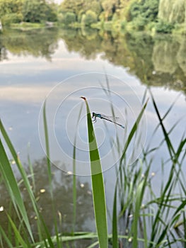 Dragonfly on the grass with water in the background