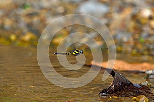 Dragonfly,Greater Pruinose Skimmer