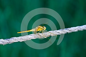 Dragonfly in the green background