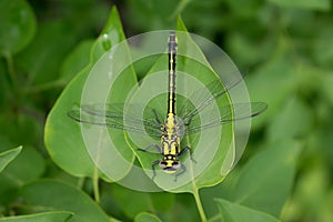 Dragonfly on green foliage â„–1