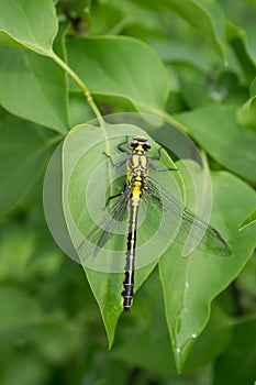 Dragonfly on green foliage â„–10