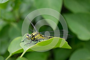 Dragonfly on green foliage â„–2