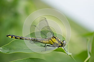 Dragonfly on green foliage â„–4